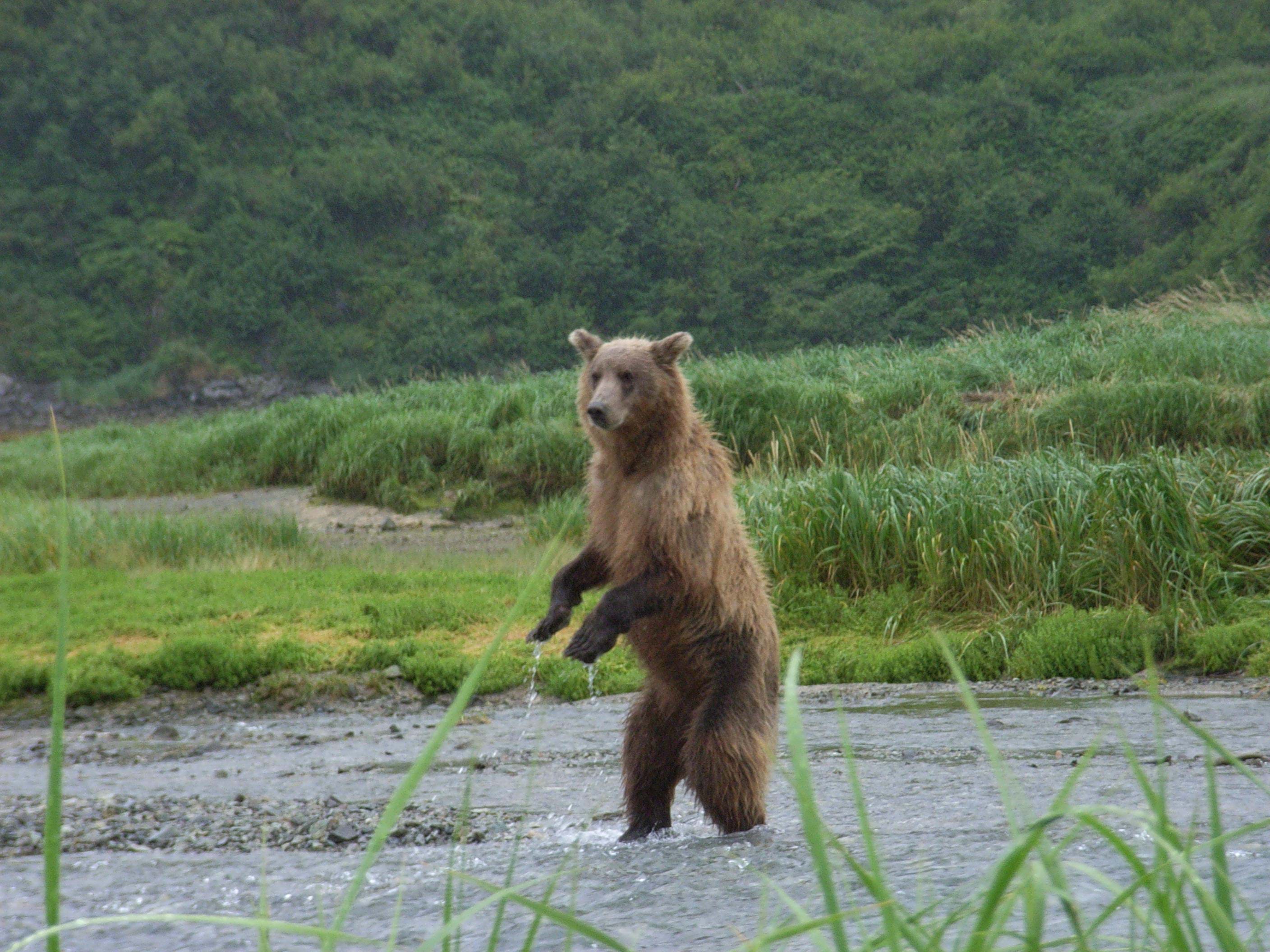 Grizzly i Alaska