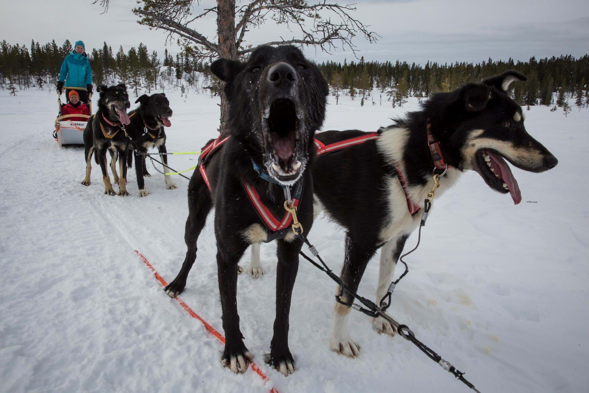 Trysil_Hundeslaede_mv_21-3_2018_Foto_Lasse_Loendahl_Henriksen-27.jpg