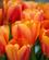 30-4-19_Holland_Keukenhof_og_Zaanse Schans_lowres_2019_foto_Rasmus_Schoenning-16.jpg