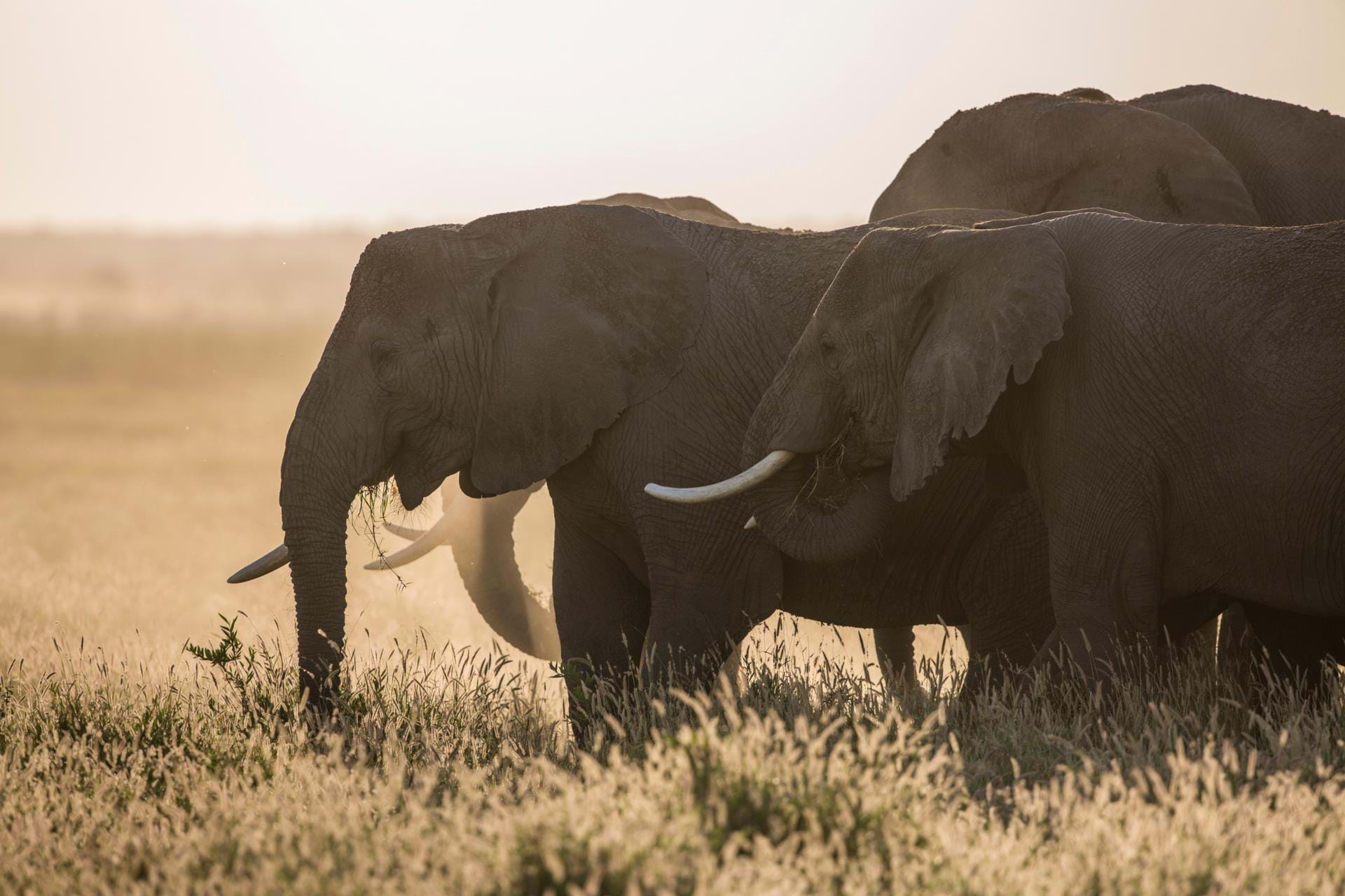Afrikastills_2019_foto_Rasmus_Schoenning-153.jpg