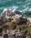 2019 Normandiet Etretat Foto Rasmus Schoenning (2)