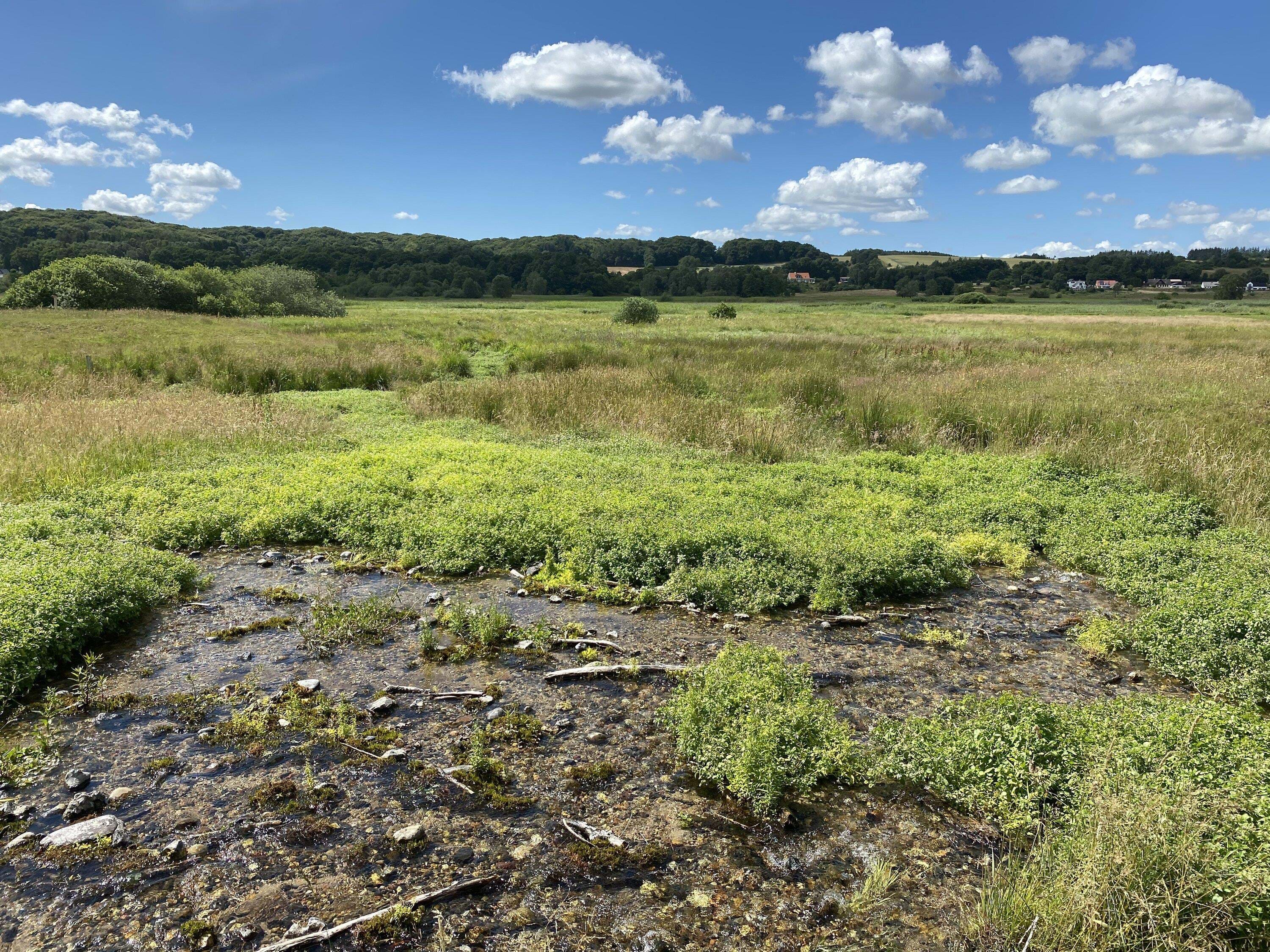 2020 07 09 Rold Skov Foto Anne Vibeke Rejser Web