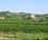 42 Vinmarker I Collio Friuli Anne Vibeke Rejser IMG 6683