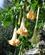 18 Trompetblomster Amalfi Anne Vibeke Rejser IMG 5117