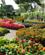 73B Pragtfulde Blomsterbede Amalfi Anne Vibeke Rejser IMG 5778