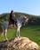 110 Ridepige På Den Hvide Hest Mugello Anne Vibeke Rejser PICT0039