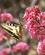 635 Sommerfugl I Blomst Cinque Terre Anne Vibeke Rejser Billede 064