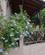 205 Blomster I Bjergbyen Theologos Thassos Anne Vibeke Rejser IMG 2111