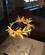 728 Guldkrone Pella Anne Vibeke Rejser IMG 2423