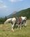 13A Hestene I Det Dejlige Landskab Balkanbjergene Anne Vibeke Rejser IMG 2019