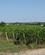 706 Vinmark Md Roder Saint Emilion Bordeaux Anne Vibeke Rejser IMG 1011