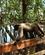 326 Stedets Tamme Uldabe Juma Amazon Lodge Amazonas Brasilien Anne Vibeke Rejser IMG 7779