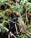 412 Fugleliv Amazonas Brasilien Anne Vibeke Rejser DSC08503