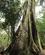 700 Stort Sumaumatræ Amazonas Brasilien Anne Vibeke Rejser IMG 7853