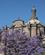 104 Jacarandatræ Ved Katedralen Mexico City Anne Vibeke Rejser IMG 4171