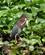 916 Nathejre Catemaco Søen Mexico Anne Vibeke Rejser DSC06592