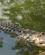 1004 Krokodille I Søen Villahermosa Mexico Anne Vibeke Rejser DSC06661