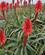 123 Aloe Vera I Blomst Andalusien Spanien Anne Vibeke Rejser IMG 3002