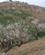 202 Forbi Blomstrende Mandellunde Andalusien Spanien Anne Vibeker Rejser IMG 3051