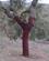 206 Forbi Korkegeskov Andalusien Spanien Anne Vibeker Rejser IMG 3059