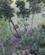 320 Bjerggemse Andalusien Spanien Anne Vibeke Rejser IMG 3127