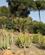 512 Kaktusområde Malaga Andalusien Spanien Anne Vibeke Rejser IMG 3248