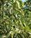 611 Avocadofrugter Andalusien Spanien Anne Vibeke Rejser IMG 3353