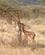 20D Girafantilope Samburu Kenya Anne Vibeke Rejser PICT0038