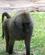 21H Han Bavian Kommer Forbi Samburu Kenya Anne Vibeke Rejser PICT0189