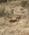 22C Geparder Vil Flytte Byttet Samburu Kenya Anne Vibeke Rejser PICT0080