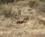 22C Geparder Vil Flytte Byttet Samburu Kenya Anne Vibeke Rejser PICT0080