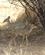 23A Dik Dik Antiloper Samburu Kenya Anne Vibeke Rejser PICT0069
