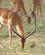23C Impala Samburu Kenya Anne Vibeke Rejser PICT0118