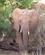 23E Elefant Samburu Kenya Anne Vibeke Rejser PICT0048