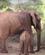 23F Elefant Med Unge Samburu Kenya Anne Vibeke Rejser PICT0050