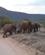 23G Elefantflokken Går Videre Samburu Kenya Anne Vibeke Rejser PICT0057