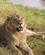 23H Løve Samburu Kenya Anne Vibeke Rejser PICT0130