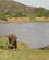 23I Bøffel Samburu Kenya Anne Vibeke Rejser PICT0112