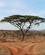 26A Akacietræ På Savannen Buffalo Springs Kenya Anne Vibeke Rejser PICT0064