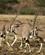 27B Oryx Antiloper På Vandring Buffalo Springs Kenya Anne Vibeke Rejser PICT0155