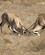 27C Oryx Antiloper Prøver Kræfter Buffalo Springs Kenya Anne Vibeke Rejser PICT0160