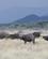 27F Kafferbøfler Buffalo Springs Kenya Anne Vibeke Rejser PICT0214