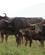 27G Bøflerne Forholder Sig I Ro Buffalo Springs Kenya Anne Vibeke Rejser PICT0099