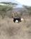 27H Struds Buffalo Springs Kenya Anne Vibeke Rejser PICT0201