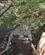 28A Leopard Ligger Ofte I Et Træ Buffalo Springs Kenya Anne Vibeke Rejser PICT0176