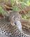 28C Leopard På Vagt Buffalo Springs Kenya Anne Vibeke Rejser PICT0182