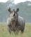 31F Næsehorn I Angrebsposition Nakuru Kenya Anne Vibeke Rejser PICT0268