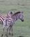 31I Zebraer Nakuru Kenya Anne Vibeke Rejser PICT0293