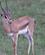 31J Grants Gazelle Nakuru Kenya Anne Vibeke Rejser PICT0296