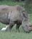 32A Hvidt Næsehorn Nakuru Kenya Anne Vibeke Rejser PICT0297